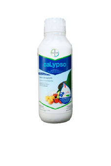 Calypso